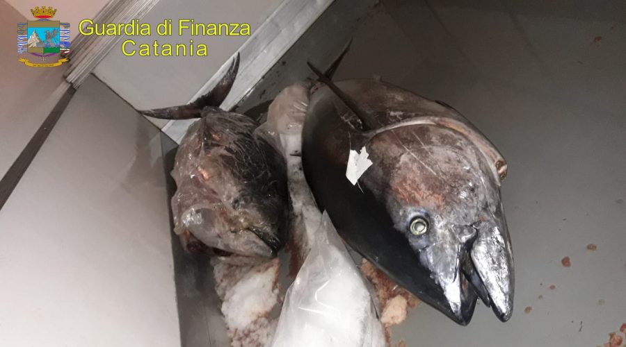 Catania: sequestrati al Faro Biscari 2 esemplari di tonno rosso