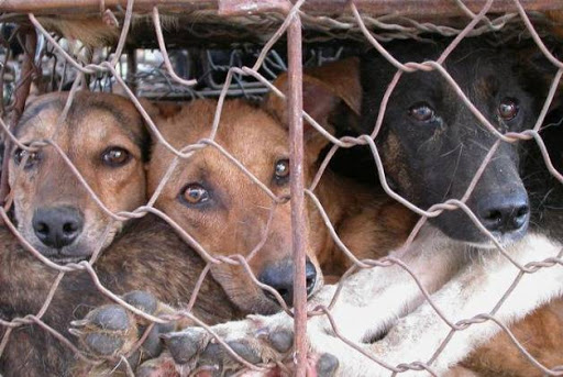 Trasporta 16 cani rinchiusi in gabbie strette per venderli abusivamente, denunciato