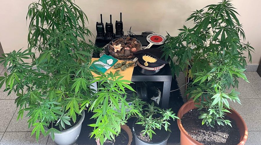 Pedara, scoperta una mini coltivazione indoor di canapa indiana: due arresti