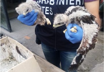 Catania, operazione dei carabinieri contro il bracconaggio di specie protette