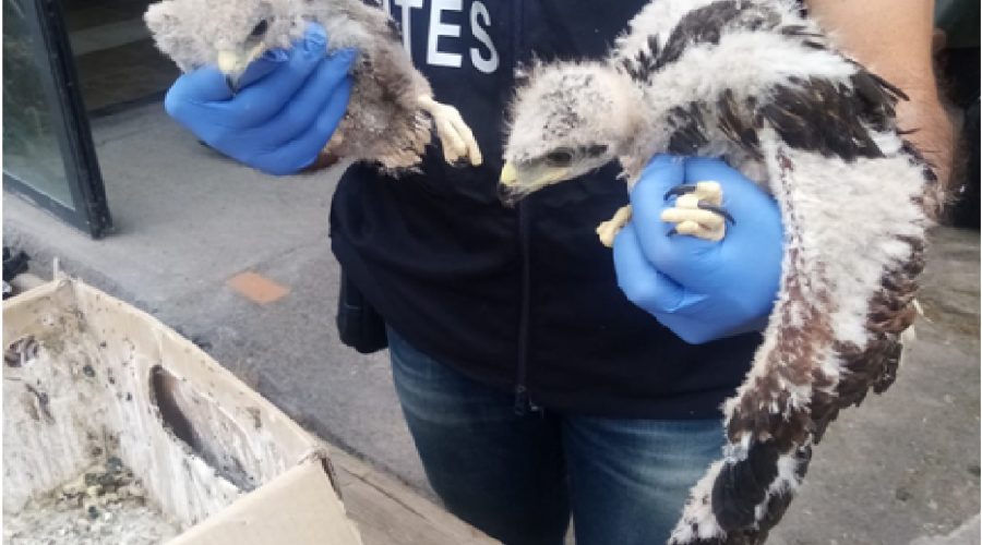 Catania, operazione dei carabinieri contro il bracconaggio di specie protette