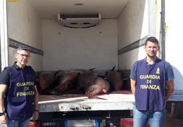 Acitrezza, sequestrati 6 esemplari di tonno rosso VIDEO
