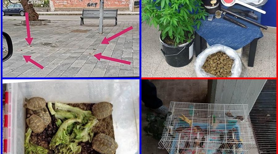 Controlli serrati dei carabinieri nei Comuni della cintura catanese: sequestrati 4 Kg di marijuana e 1 fucile. Denunciate 4 persone