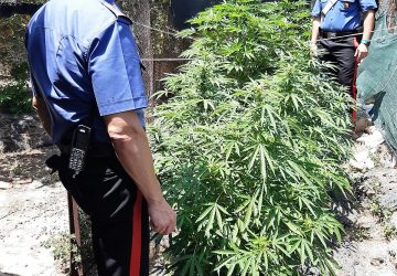 Catania, mini piantagione di canapa sequestrata al Villaggio Dusmet