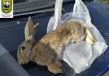 Caccia in Sicilia, la Regione propone apertura anticipata: diffida di Legambiente, Lipu e Wwf