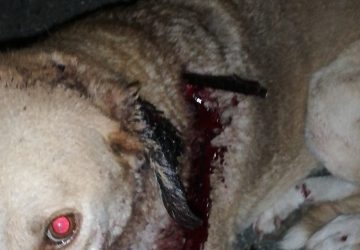 Cane meticcio ferito con la freccia di una balestra da caccia salvato dai veterinari dell&rsquo;Asp