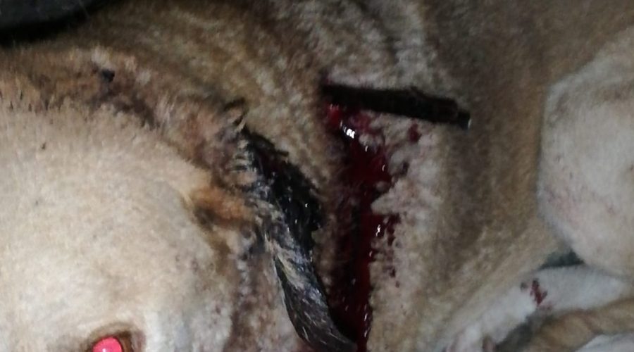 Cane meticcio ferito con la freccia di una balestra da caccia salvato dai veterinari dell’Asp