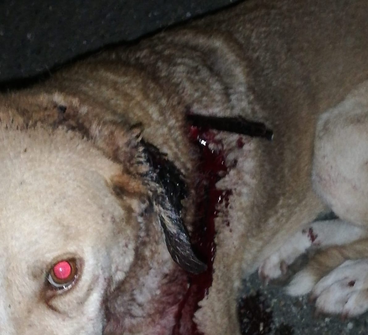 Cane meticcio ferito con la freccia di una balestra da caccia salvato dai veterinari dell’Asp