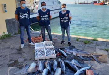 Catania, Guardia costiera sequestrati 250 kg pesce in pescheria