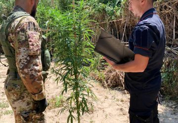 Mazzarrone, coltivava una particolare cannabis: ai domiciliari