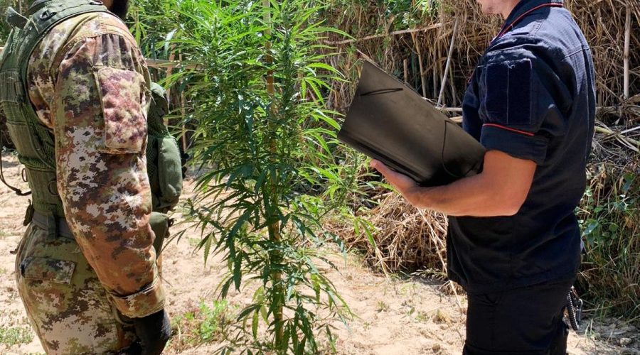 Mazzarrone, coltivava una particolare cannabis: ai domiciliari