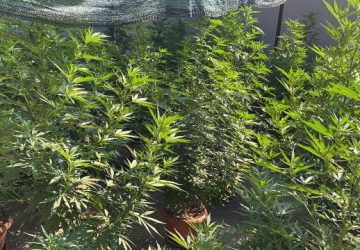 Catania, scoperta piantagione fai da te: un arresto