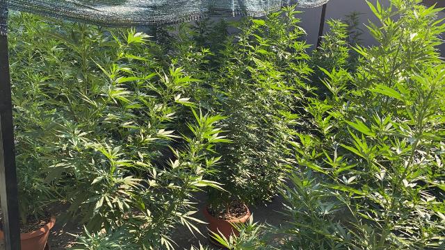 Catania, scoperta piantagione fai da te: un arresto