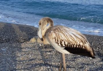 Nuovo &ldquo;ospite&rdquo; sulla spiaggia di San Marco: dopo il nido di caretta caretta fa la sua comparsa un fenicottero