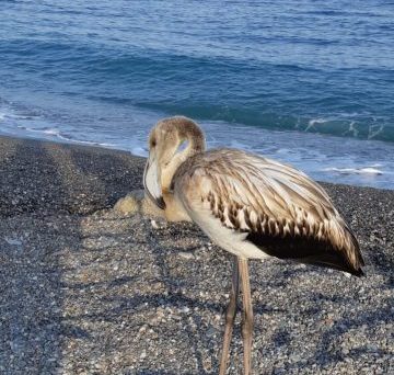 Nuovo “ospite” sulla spiaggia di San Marco: dopo il nido di caretta caretta fa la sua comparsa un fenicottero