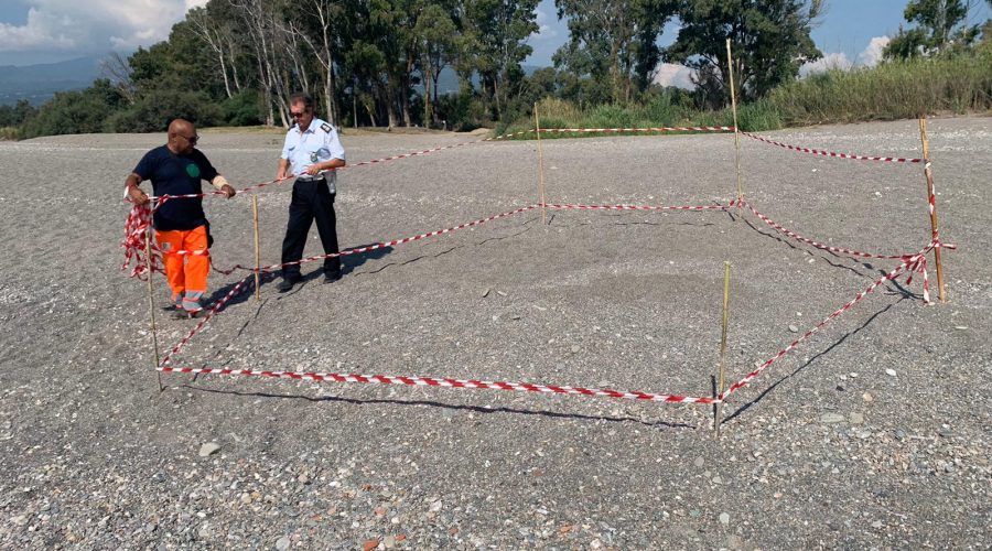 Calatabiano: scoperto nido di Caretta Caretta nella spiaggia di Calatabiano