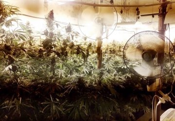 Catania, serra di marijuana in casa: arrestato un 56enne