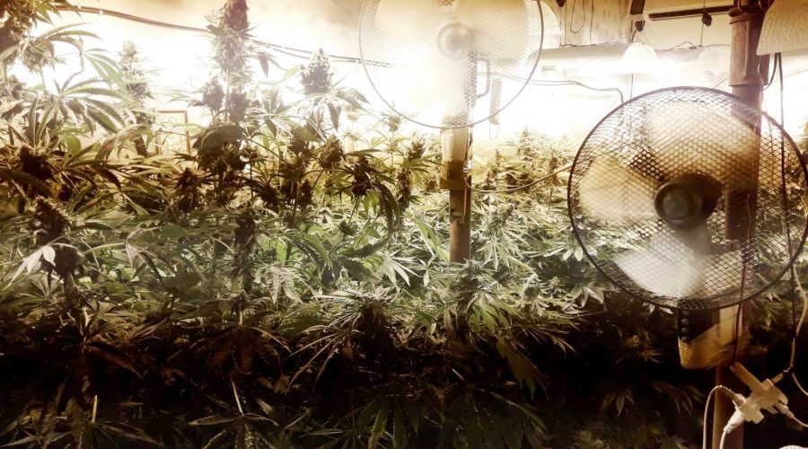 Catania, serra di marijuana in casa: arrestato un 56enne