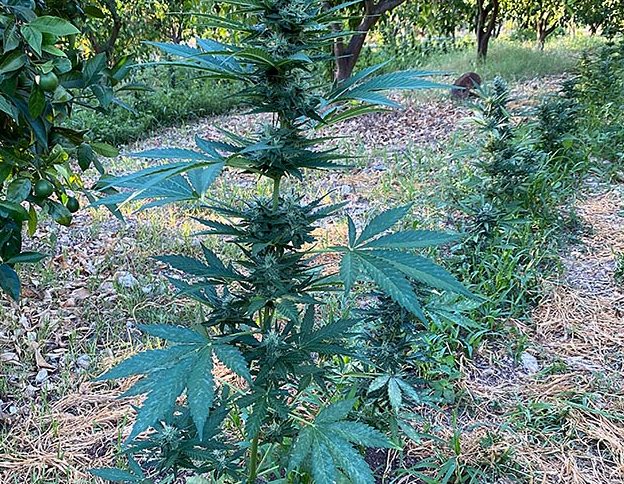 Guardia di finanza di Catania sequestra piantagione con oltre 700 piante di canapa indiana. Un arresto