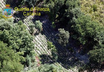 Scoperta piantagione di marijuana di 2.500 piante per un valore di oltre 2 milioni di euro
