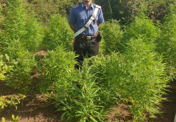 Aci S.Antonio, scoperta dai Cc una mini piantagione di marijuana