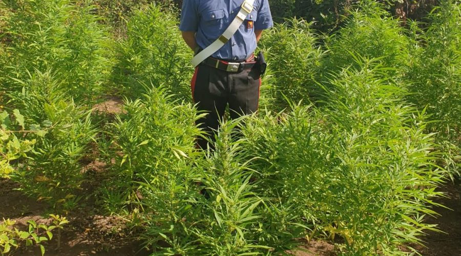 Aci S.Antonio, scoperta dai Cc una mini piantagione di marijuana