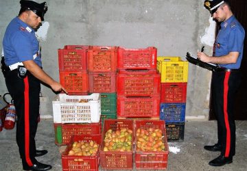Militello Val di Catania, due razziatori finiti in manette: avevano rubato mezzo quintale di fichi d&rsquo;india