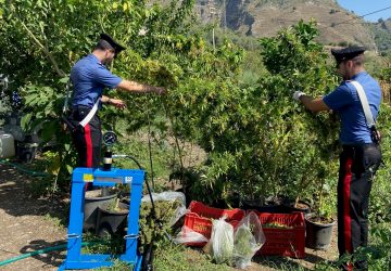 Coltivano cannabis in un terreno a Castelmola: arrestati due giardinesi