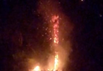 Giarre, parco Jungo a fuoco una delle palme nell'area a verde