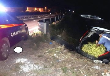 Licodia Eubea, inseguiti dai Carabinieri abbandonano auto e 8 quintali di uva rubata