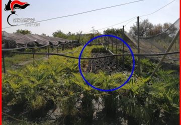 Fiumefreddo, arrestato il titolare di un vivaio: trovate 118 piante di canapa indiana