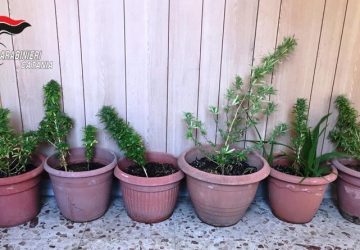 Catania, il condomino tradito dal pollice verde per l&rsquo;erba: denunciato