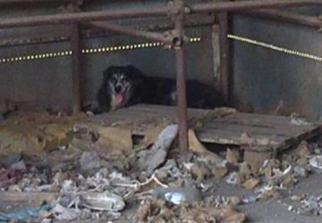 A Librino autorimessa abusiva e lager di animali maltrattati