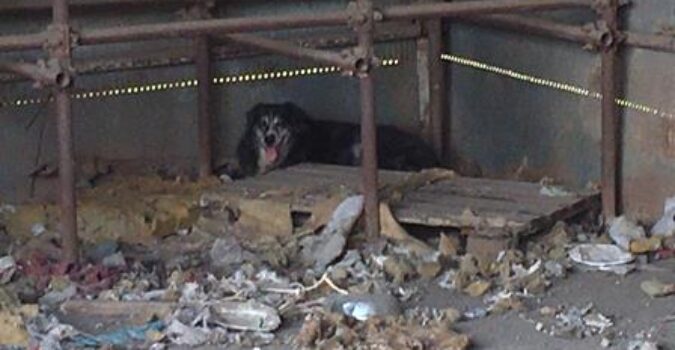 A Librino autorimessa abusiva e lager di animali maltrattati