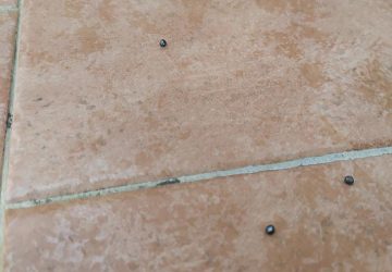 Fondachello, cacciatori a briglie sciolte: pallini di proiettili sul balcone di abitazione privata. La posizione dei "Cacciatori Mascali"