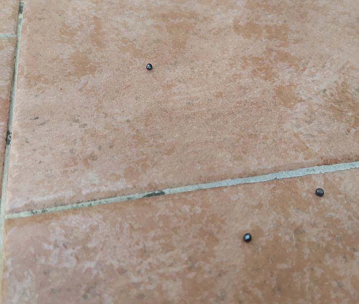 Fondachello, cacciatori a briglie sciolte: pallini di proiettili sul balcone di abitazione privata. La posizione dei “Cacciatori Mascali”