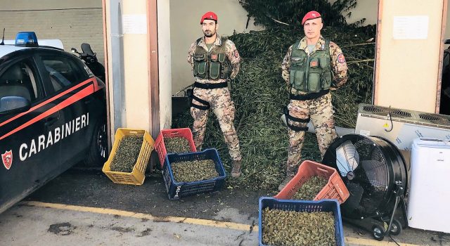 Operazione antidroga: 6 persone arrestate. Sequestrati 1.300 Kg di marijuana NOMI FOTO VIDEO