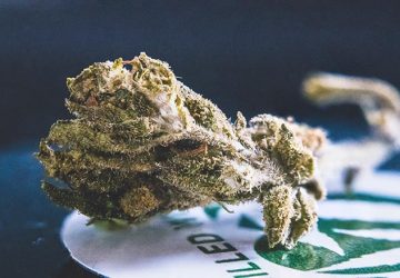 Cannabis: cosa sapere sulla variet&agrave; skunk