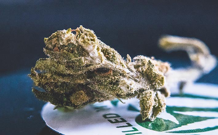 Cannabis: cosa sapere sulla varietà skunk