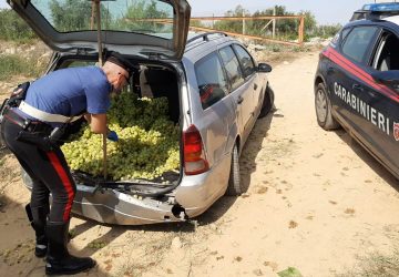 Caltagirone, razziano un vigneto a Granieri ma abbandonano tutto