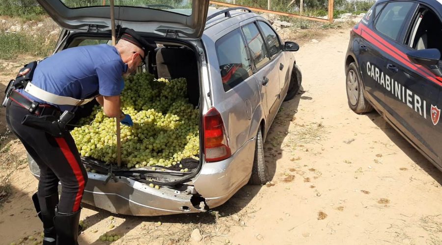 Caltagirone, razziano un vigneto a Granieri ma abbandonano tutto