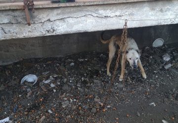 Carrubba, cane legato ad una catena e in pessime condizioni igienico sanitarie: denunciati i proprietari