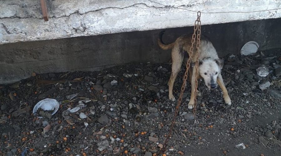 Carrubba, cane legato ad una catena e in pessime condizioni igienico sanitarie: denunciati i proprietari