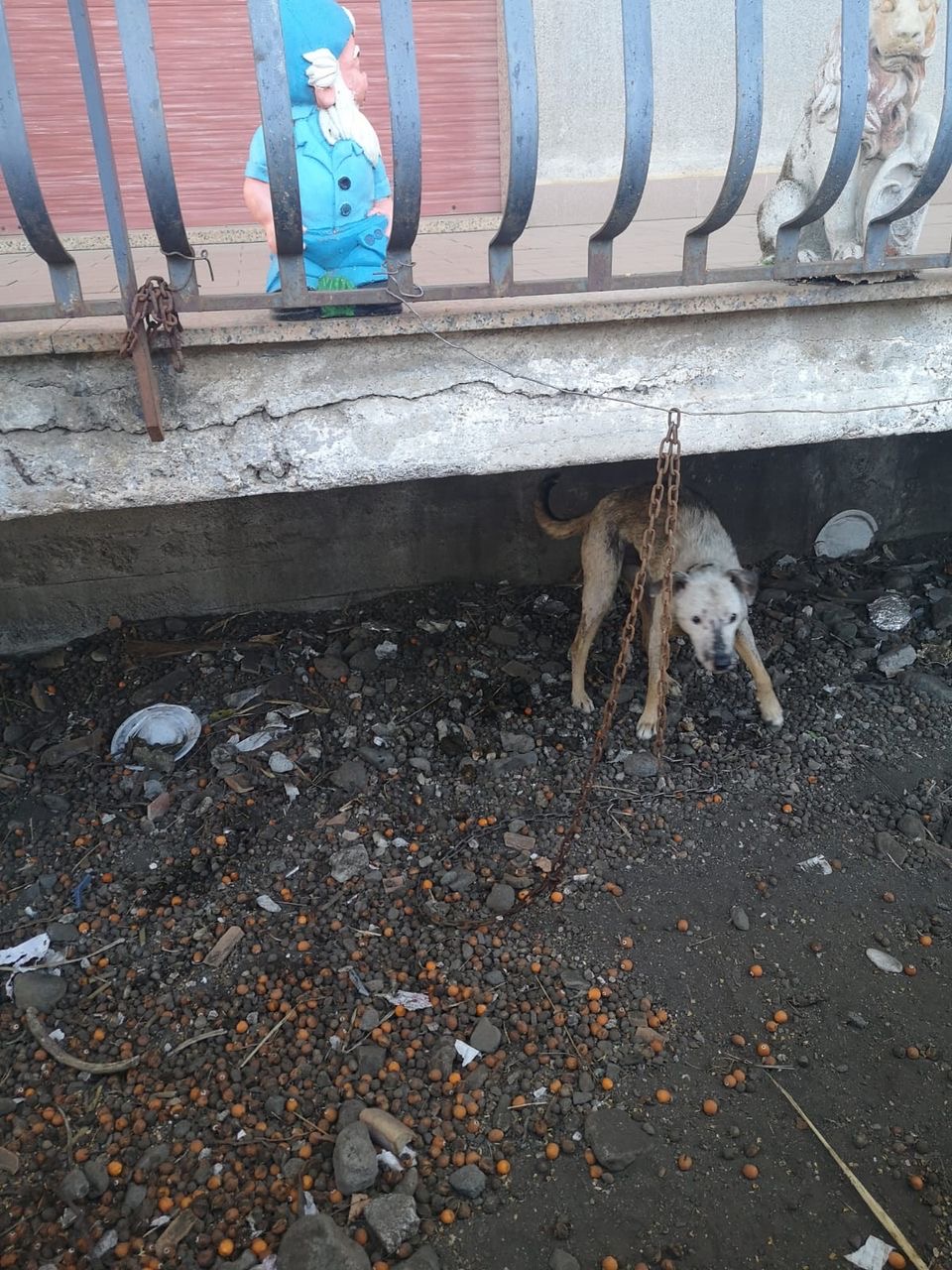 Carrubba, cane legato ad una catena e in pessime condizioni igienico ...