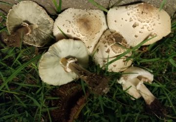 Da luglio ad oggi gi&agrave; 6 i casi di intossicazione da funghi. L'Asp potenzia la rete micologica con sportelli a Bronte, Giarre e Patern&ograve;