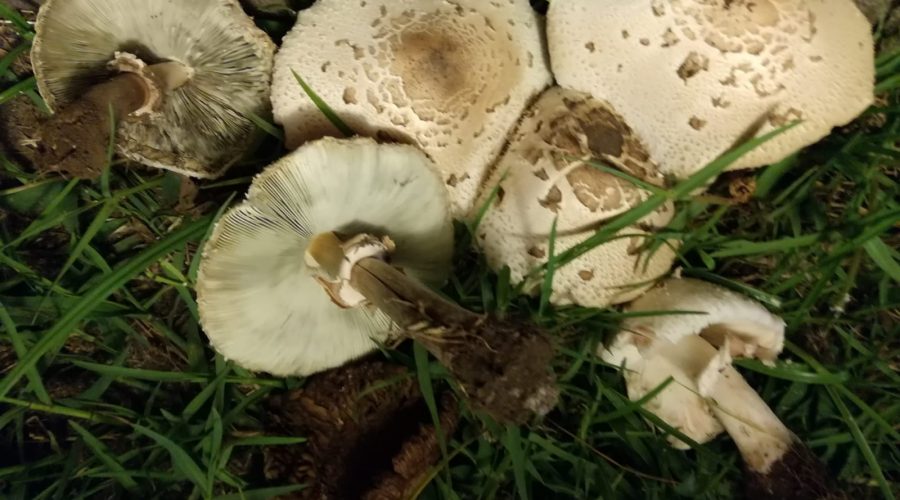 Da luglio ad oggi già 6 i casi di intossicazione da funghi. L’Asp potenzia la rete micologica con sportelli a Bronte, Giarre e Paternò