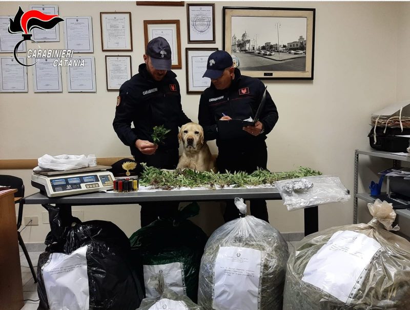 Mascali, carabinieri scovano a Santa Venera 25 chili di marijuana e 40 piante: fermato un 37enne