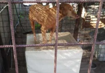 Scoperto canile abusivo con 40 animali: due denunce