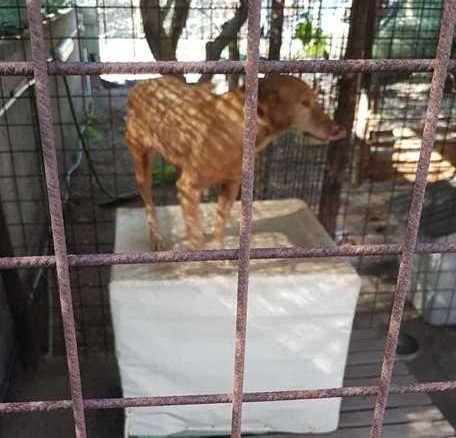 Scoperto canile abusivo con 40 animali: due denunce