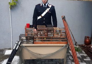 Catturavano cardellini per rivenderli al mercato nero: arrestati un acese e un catenoto
